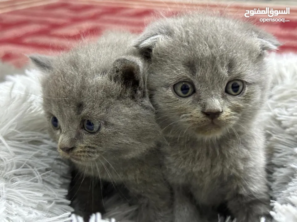 Scottish fold kittens