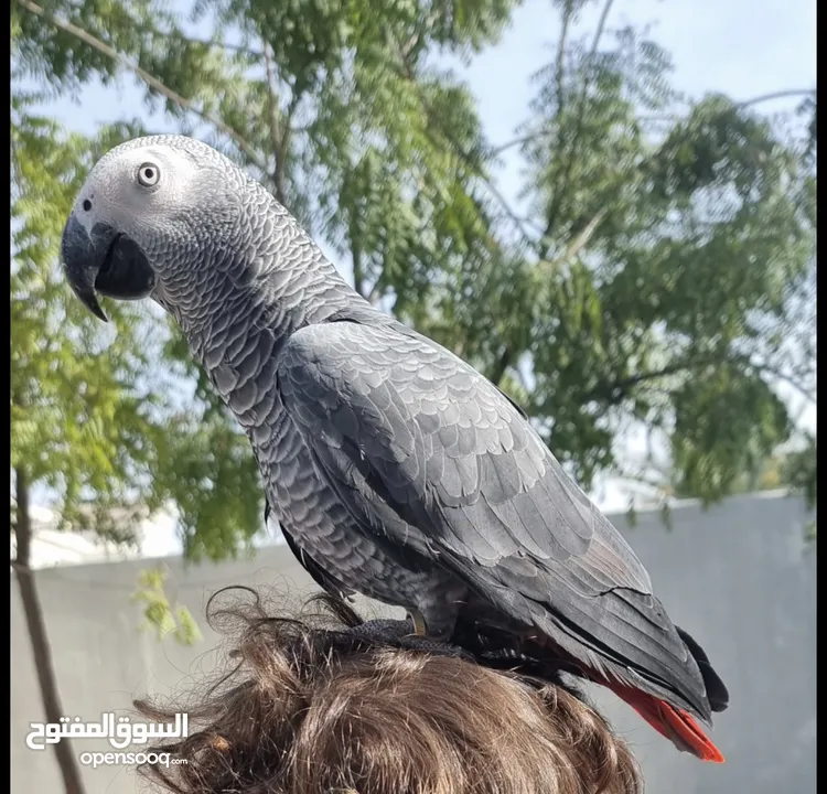 lost african grey parrot(kasko) in musherif ajman ( مضيعه كاسكو )