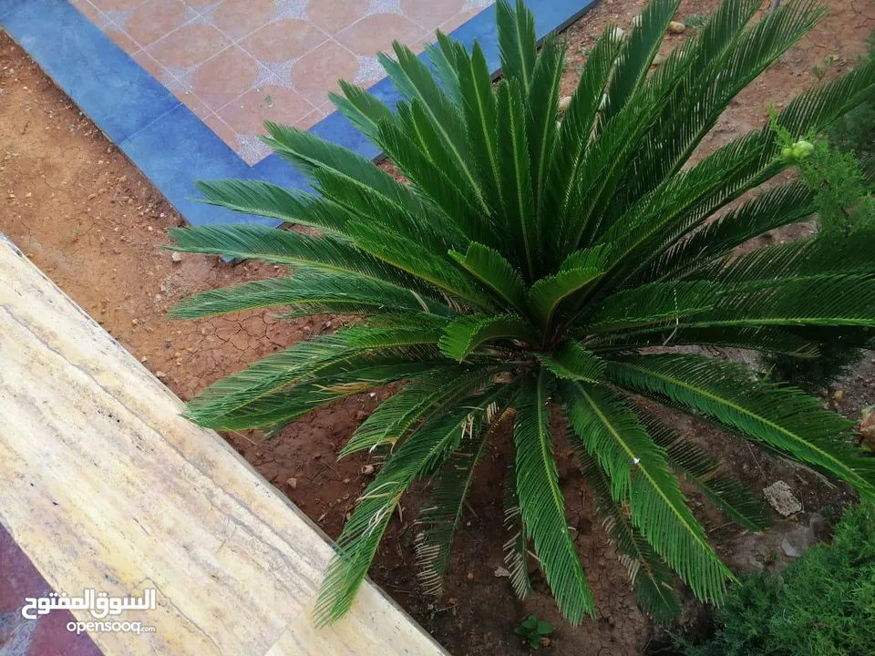 منزل شبه فيلا للبيع