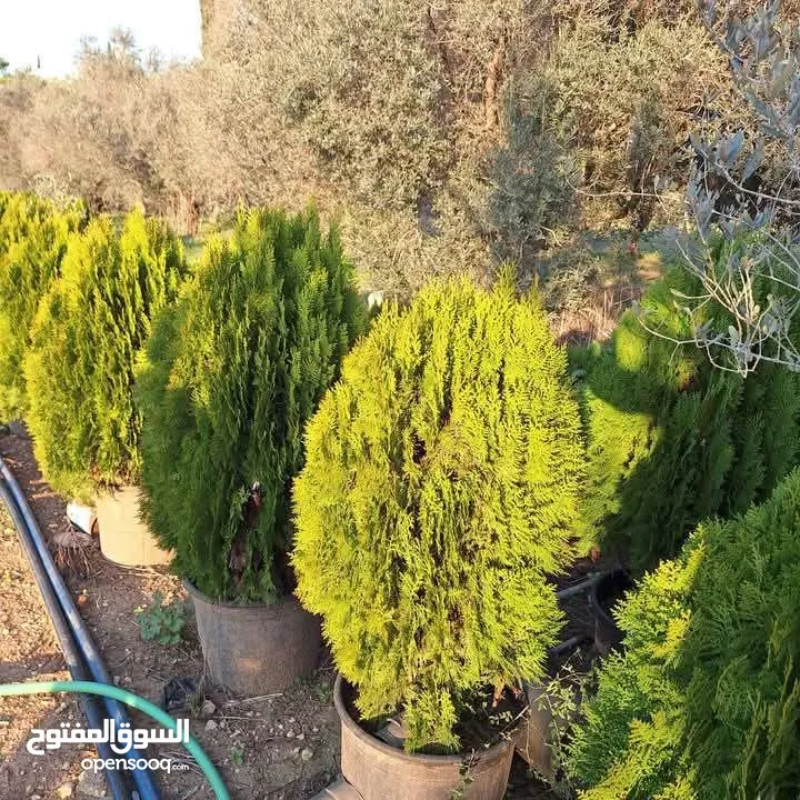 جميع انواع الاشجار  وفريق لصيانة وتنسيق جميع الحدائق والأشجار