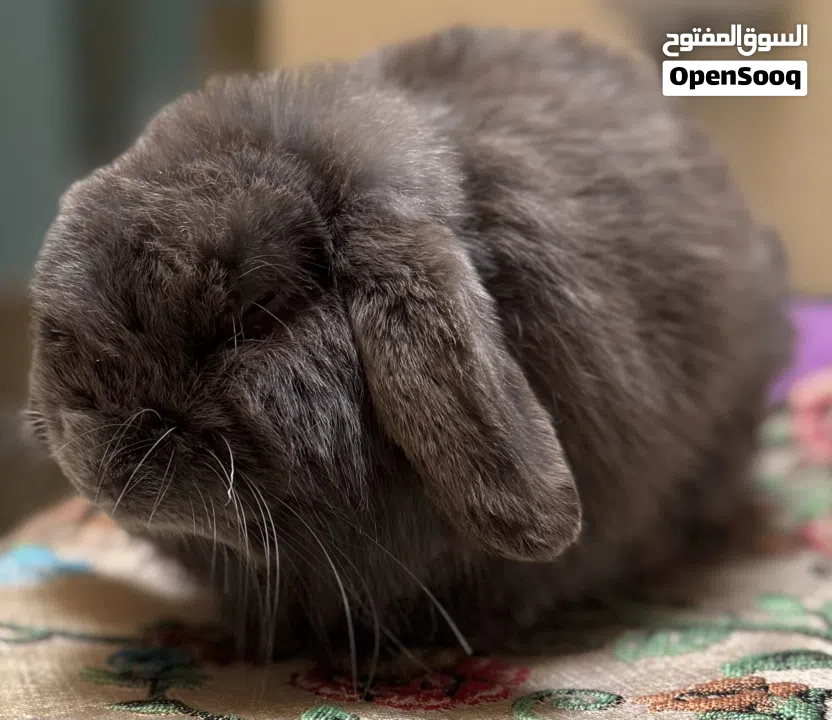 For sale all kinds of rabbits Holland loop , natherland mini , flamish gaint flander etc