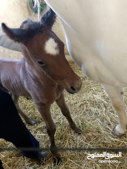 مهر عربي اصيل مع اوراق مواليد شهر 4/2025