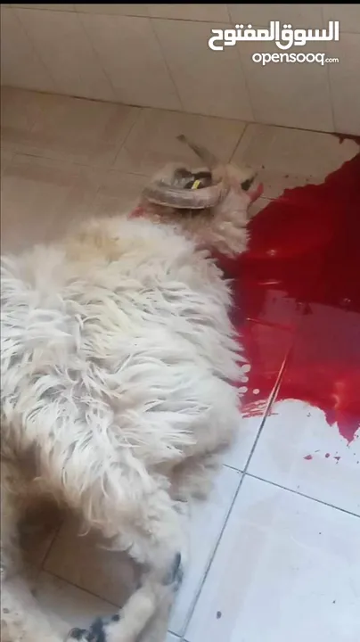 كل عام وانتم بخير لحام متنقل لذبح جميع انواع الأضاحي_ونذور للتواصل