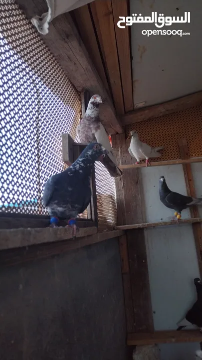 طيور حمام كشها بيدك سبب البيع بدي اسافر عل سوريا الحبه بليرتين ونص يلي