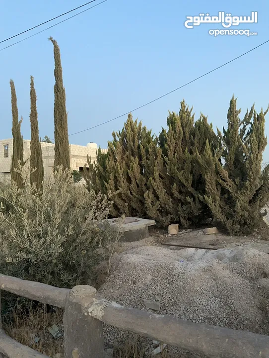 مزرعه للبيع مساحتها دلم