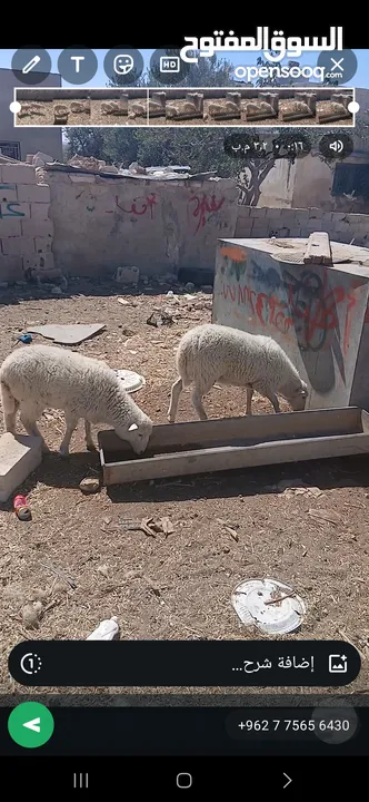عروض اضاخي بسعر مغري