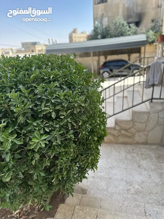 بيت مستقل للبيع