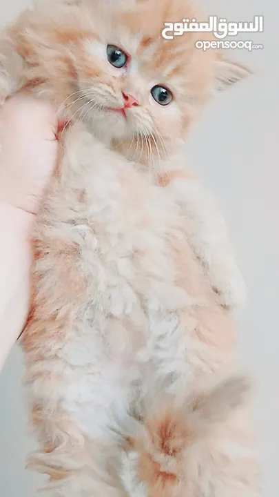 كيتنز بيرشن بيور مدربين ومطعمين حشرات 47 يوم