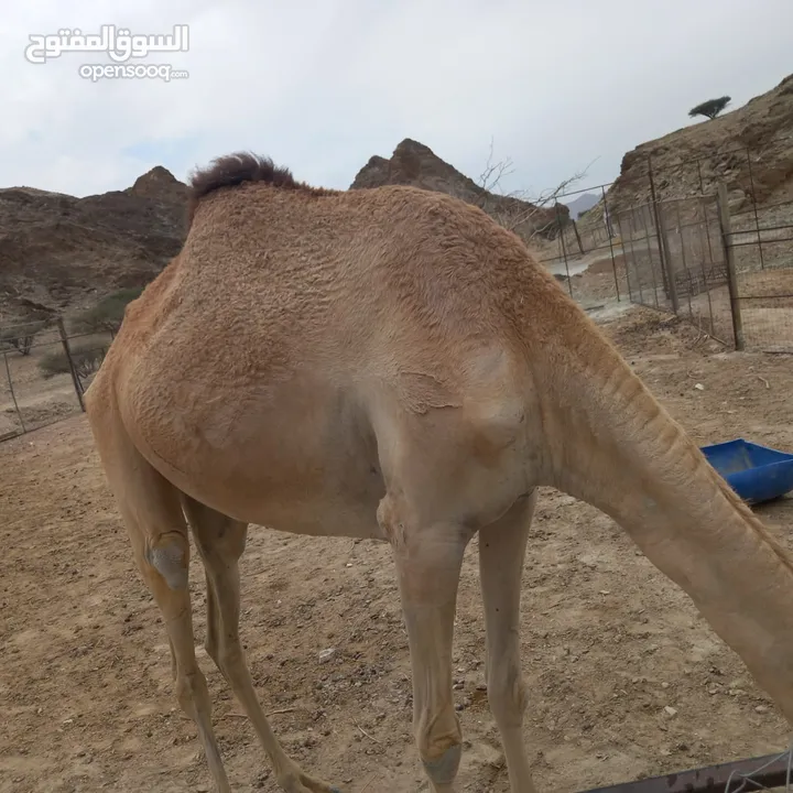 جمال و ثيران