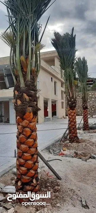 كافة أصناف اشجار الزينه