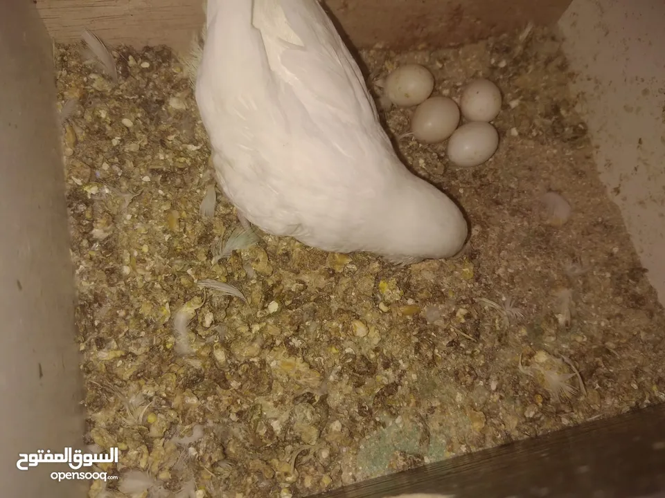 3 جواز حب شغالات مع بيض وفراخ مقفصات