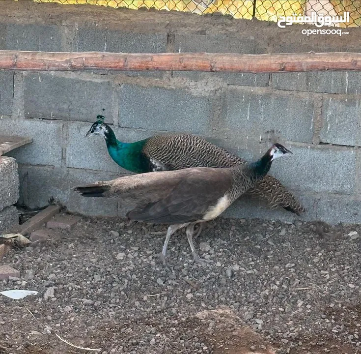 للبيع زوج طاووس
