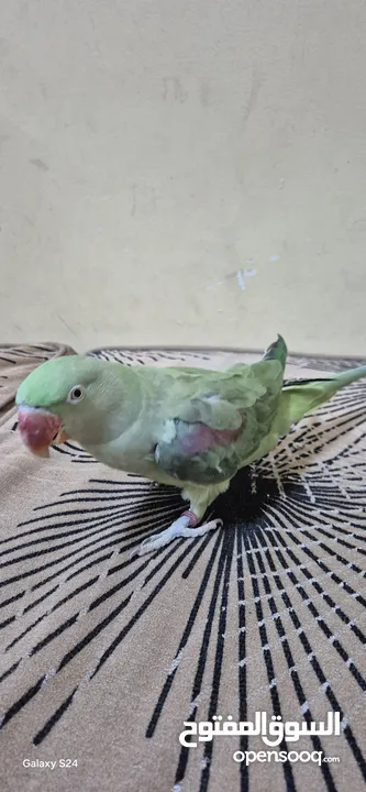 متوة نثية نيبالية أليفة ومتكلمة