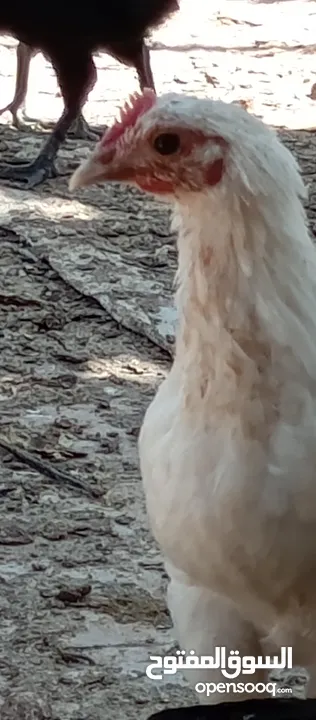 صوص بلدي للبيع