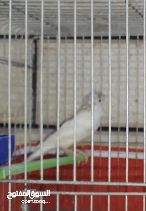 3 فحول كنار ما شاء الله