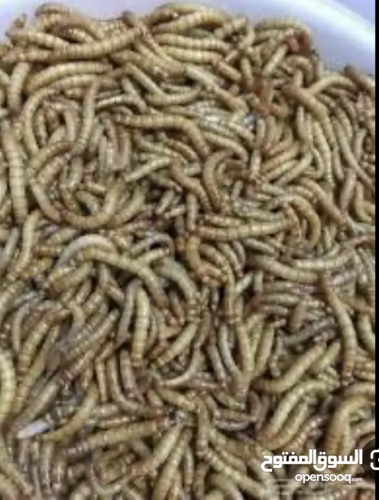 دود قبابي حي / ومجفف ( Live mealworms )