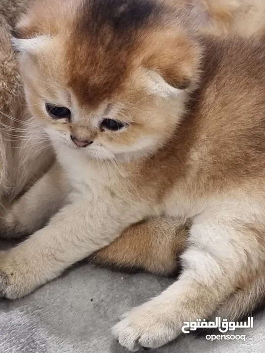 NY12 gold chinchilla scottish fold cats