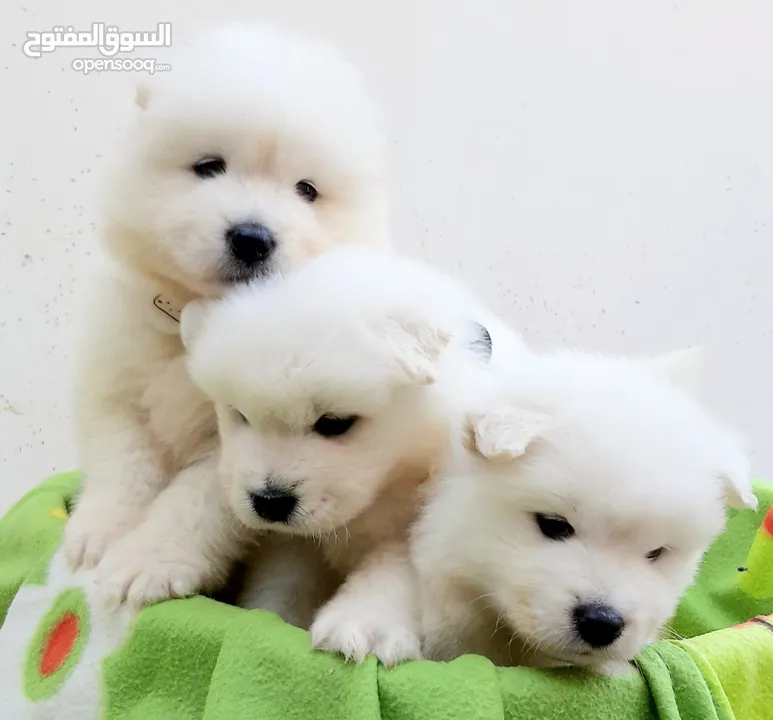 جرو سامويد سلالة نقية إنتاج محلي  pure breed samooed puppies