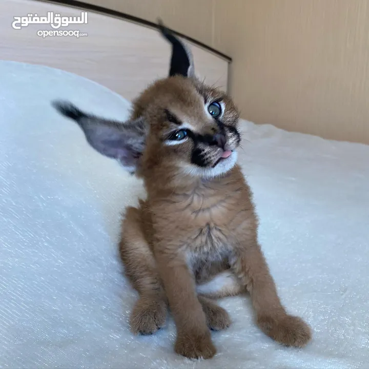 Home trained cats available
