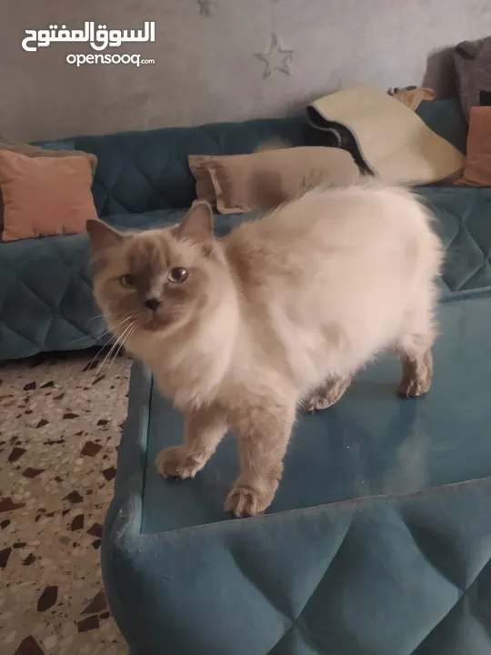 قطط همالايا اناث