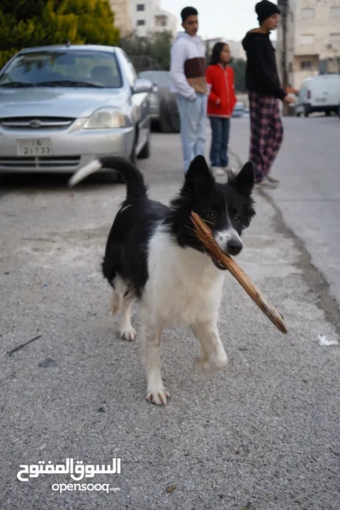 Border collie لاول مرة في الاردن