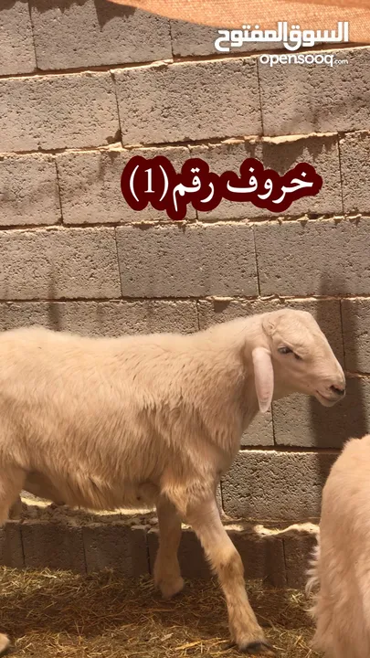 ‏مشروع فحل حري