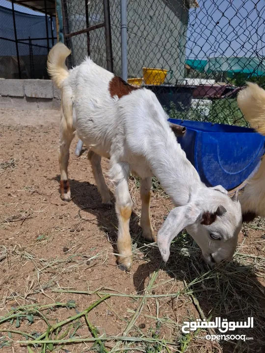 ماعز ومعزه محلى خالى من الأمراض
