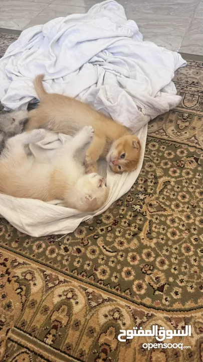 Golden and blue folded Scottish cat  جولدين سكوتش فولد عمر ثلاث شهور مستوى خارق