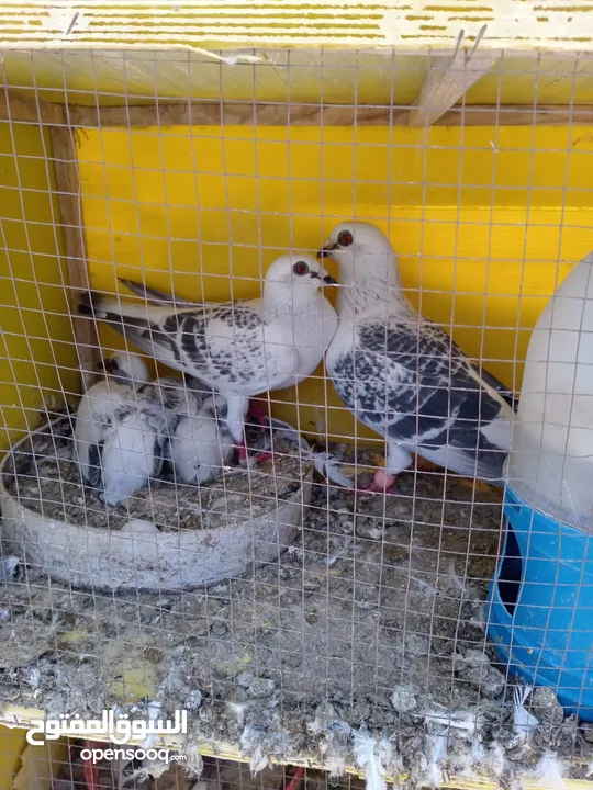 جواز حمام  حلوين وشغالين