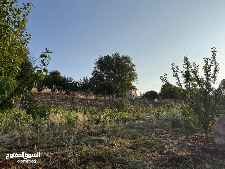 مزرعة في عجلون رأس منيف للبيع