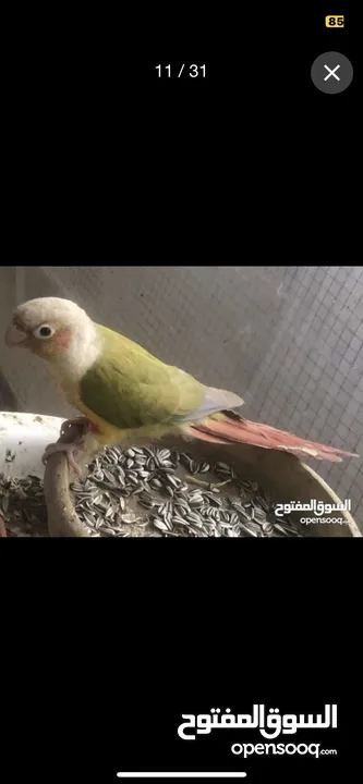 فراخ جرين شيك اليفات للزق اليدوي تركواز اناناس يلو سايد اقرأ التفاصيل