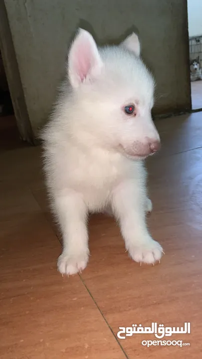 Siberian husky’s puppy