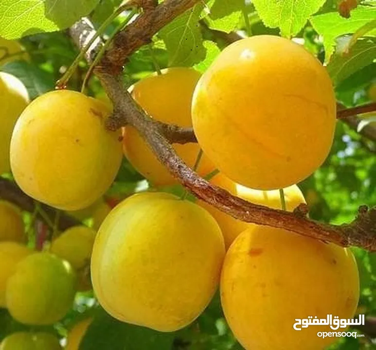 خوخ اصفر الكيلو  ويوجد وحصرم للكبس الكيلو بدينار