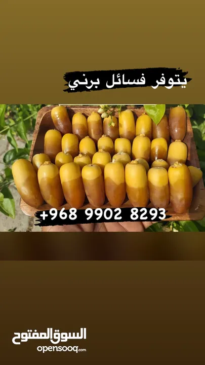 فسائل نخيل نسيجيه