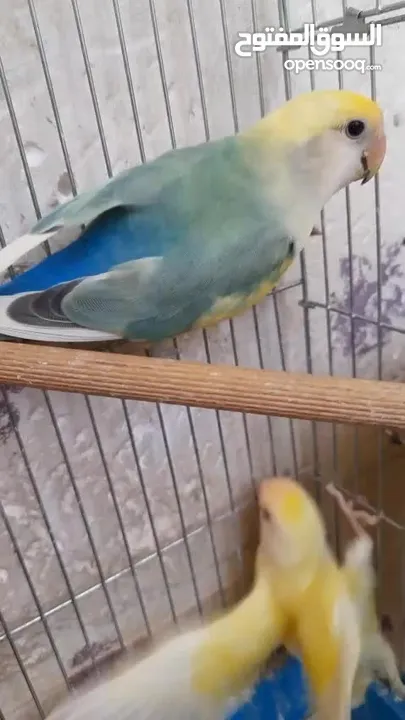جوز روز منتج حجم و صحه و نظافه و ريش