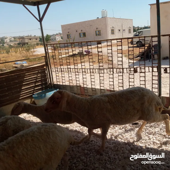 ثني مخلاع معه حبه