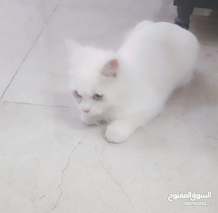 قطه شيرازيه بيضاء لتبني
