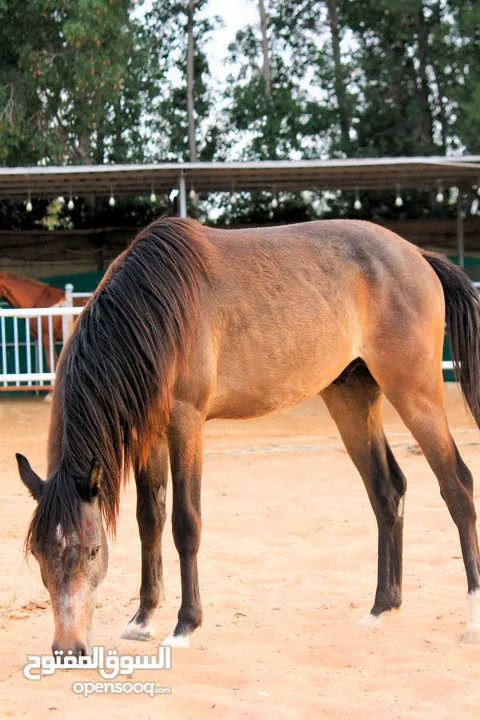 Very beautiful stallion  playfull and friendly .