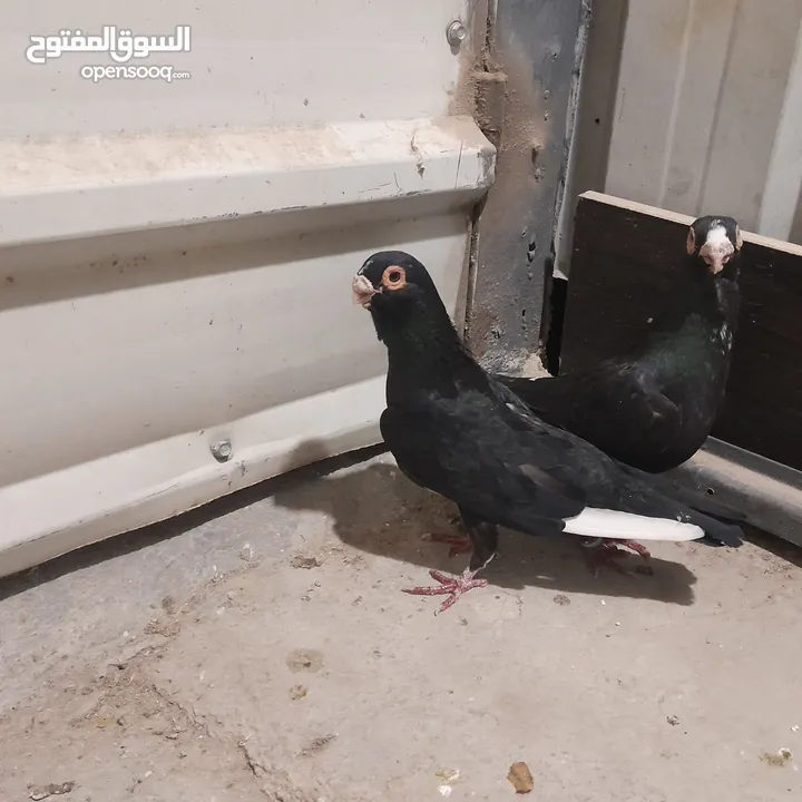 حمام للبيع جواج الجوز 10