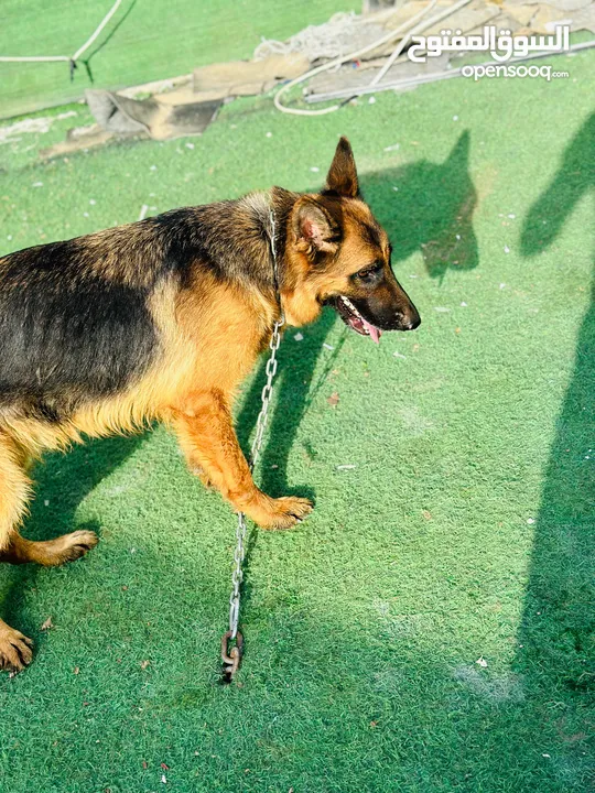 جيرمن انثى 8 شهور مدربه german shepherd female 8 month