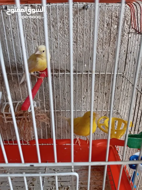 أنثى ليموني شغاله معبيه بدها تبيض مع قفص 3  مخاليف كنار الأنثى ليموني عمر 5 أشهر مع قفص السعر 9