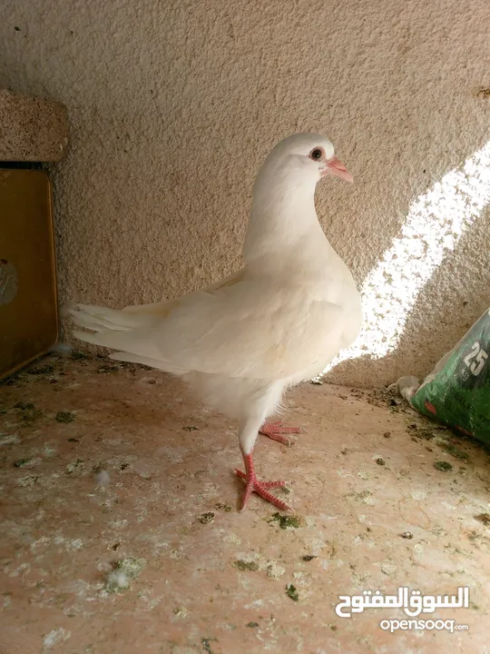 حمام مالطي وفرنسي لاحم للبيع