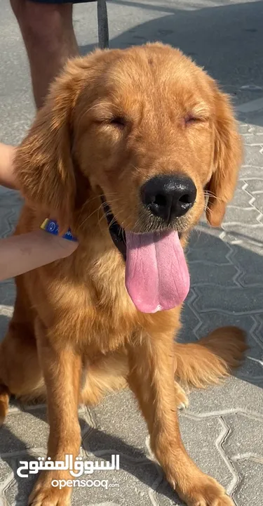 Golden retriever