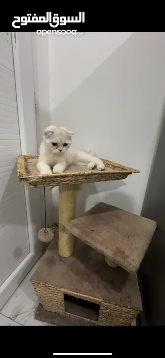 Beautiful Cat for Sale – Healthy & Friendly ( urgent sale i am leaving)
