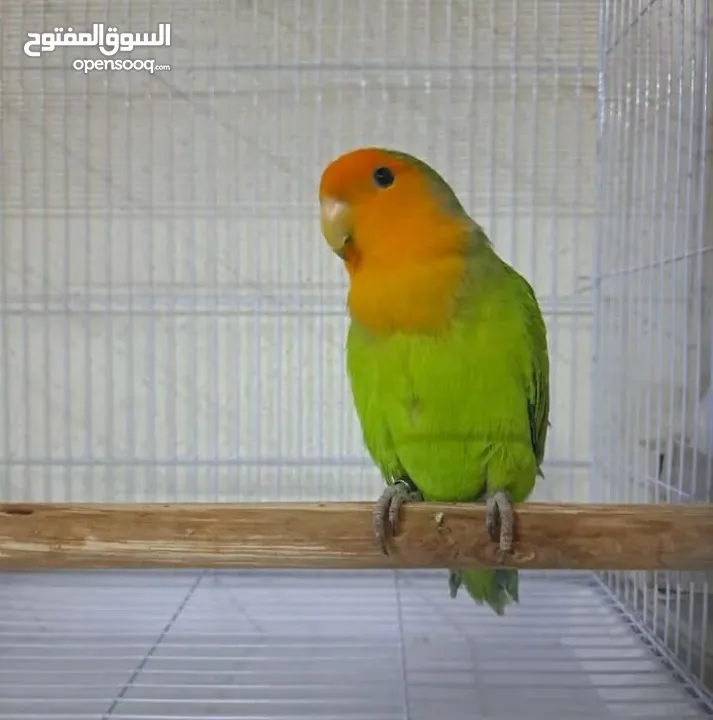 عشاق الطيور عروض مميزة (ببغاء اليف لعائلة محبة للحيوانات )