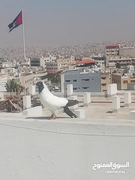 أرباش لبيع
