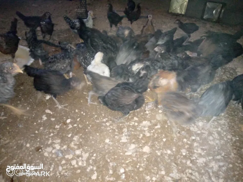 فراخ للبيع
