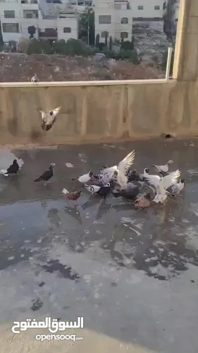 حمام للبيع المستعجل لعدم التفرغ
