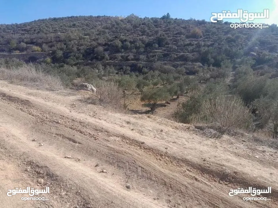 ارض للبيع في صوريف خلة ابو سليمان