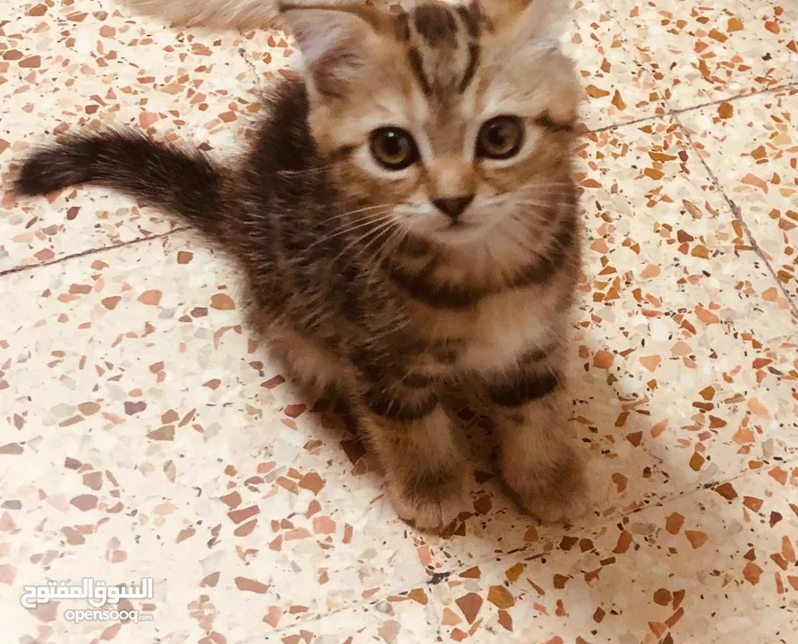 قطط بعمر الشهرين اناث وذكر متعودين على الليتر بوكس واكل القطط
